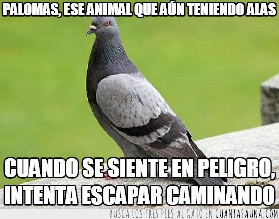 paloma,caminar,alas,rápido,peligro,tiene que haber mucho peligro para que vuelen